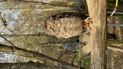 4K Vertical Shot: An Owl standing and talking on a branch Stock Footage 145197278