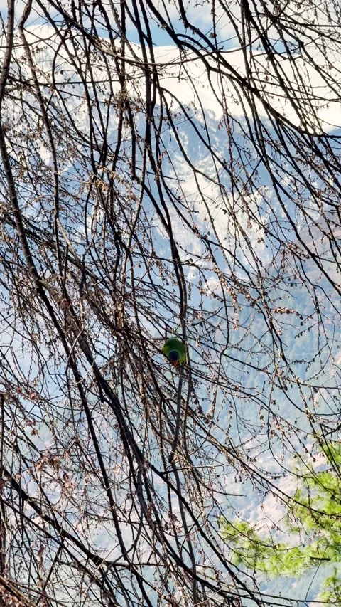 4K Vertical shot of a Parrot eat fruit from tree during spring season in front o Stock Footage 328371017