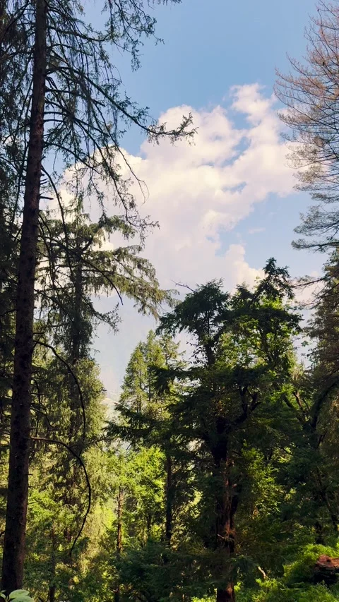 4K Vertical shot of Pine tree forest during a sunny day with clouds in the sky  Stock Footage 343089268