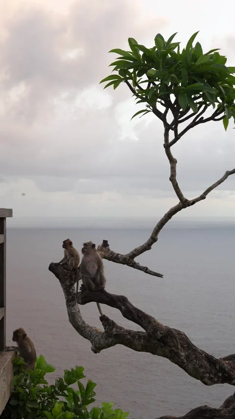 4K vertical shot of a small baby macaque monkey jumping from a tree branch 스톡 동영상 337087009