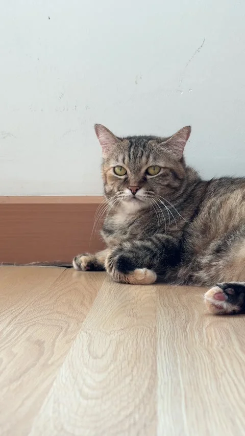 4K vertical shot of a tabby cat lying on the floor, tucking its paws in neatly w Stock Footage 342777388