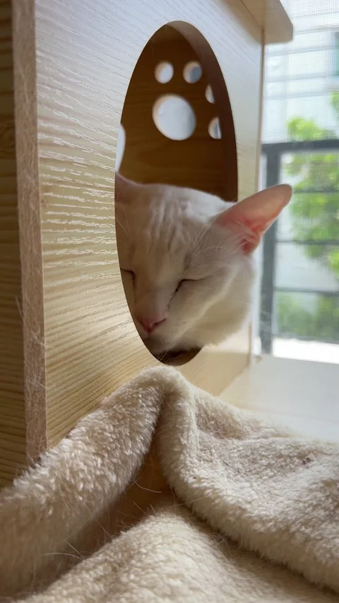 4K vertical shot of a white cat resting in a cat condo next to a window with nat Stock Footage 342777245
