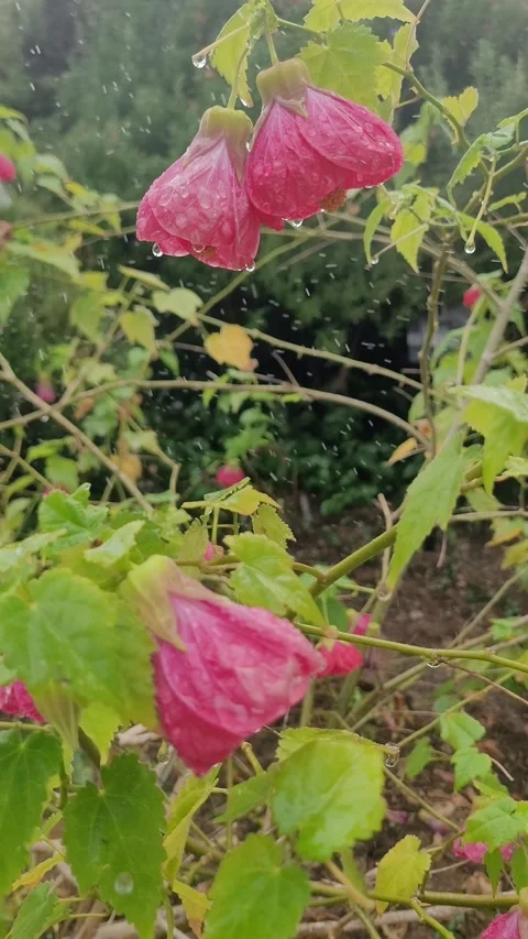 4K Vertical Slo-Mo: Brazil Abutilon Buds in Rain Stock Footage 330010716