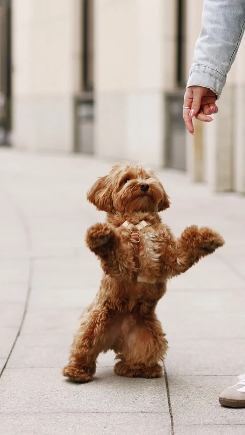 4K vertical slow motion 60fps footage of a fluffy brown Maltipoo dog standing Stock Footage 344555323