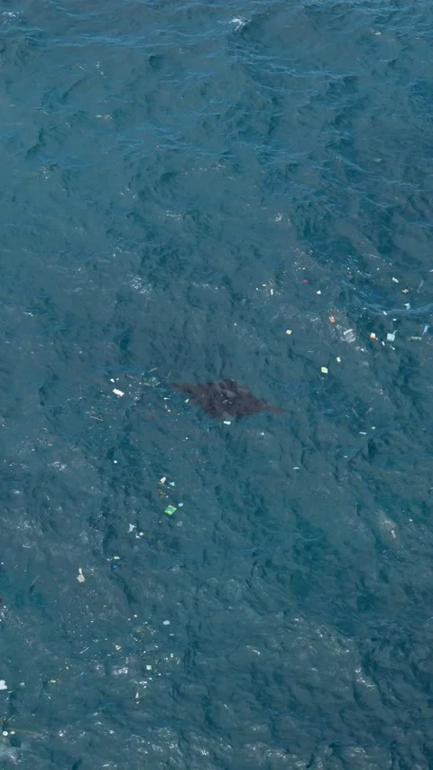 4K vertical slow motion of a giant manta ray swimming through plastic trash 스톡 동영상 337086988