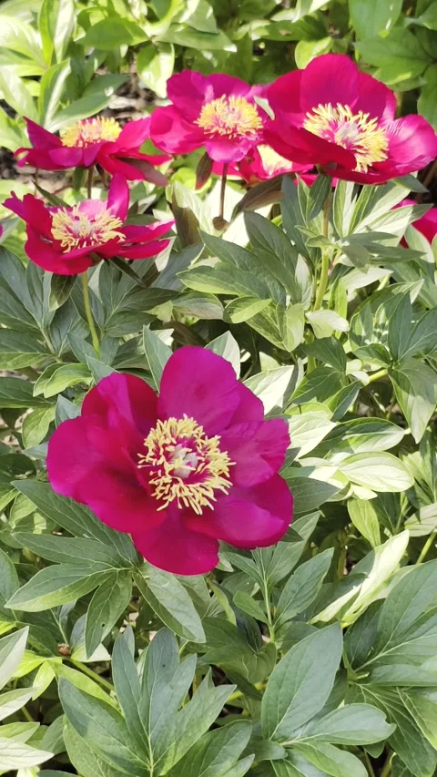 4K Vertical Slow Motion Magenta Peony Macro Footage Stock-Footage 335931390