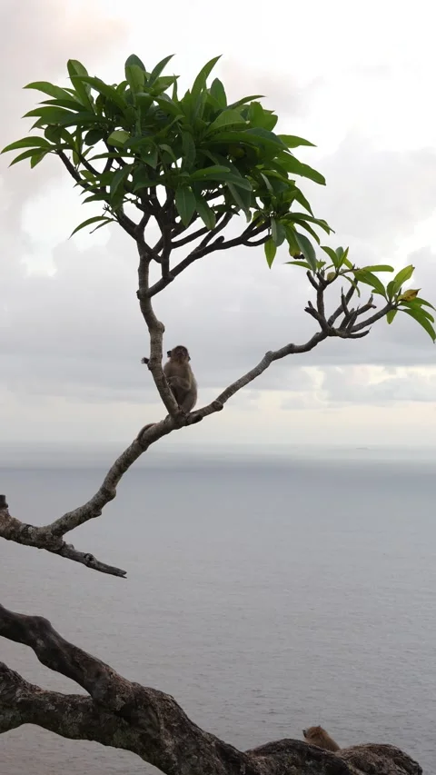4K vertical slow motion of a small macaque monkey climbing up a tree branch 스톡 동영상 337087208