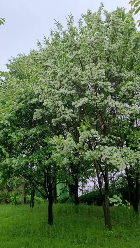4K Vertical SlowMo Fringe Tree Walk Stock Footage 330384129