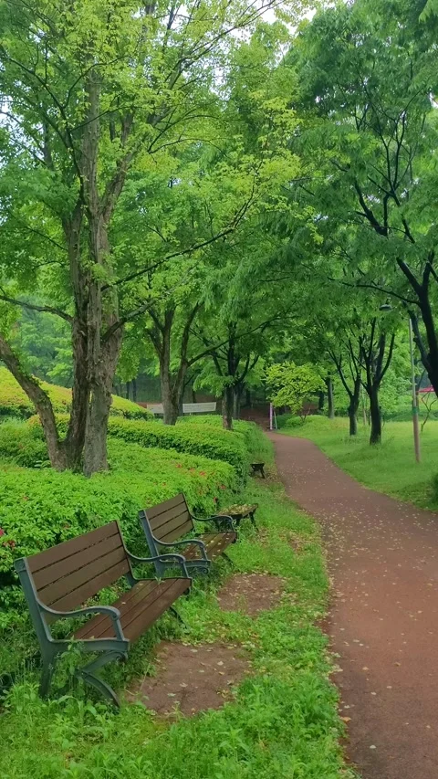 4K Vertical SlowMo Fringe Tree Path Stock Footage 330384243