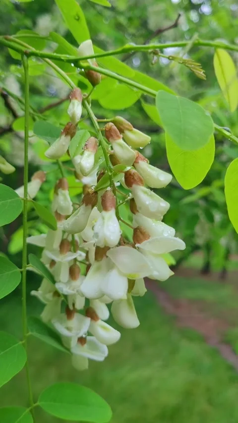 4K Vertical SlowMo Weigela Macro Rain Stock Footage 330384056