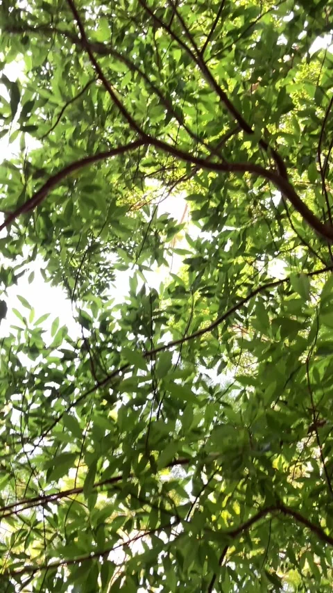 4K Vertical Slowmotion: Looking Up Walking Under Tree Canopy Vídeo Stock 336673183