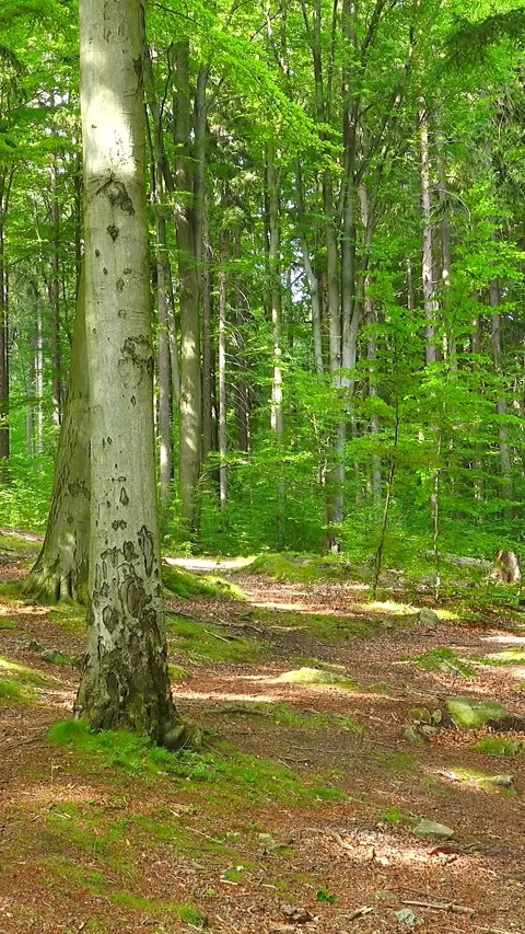 4k vertical static shot of a beautiful green beech forest with natural birds  Stock Footage 346294755