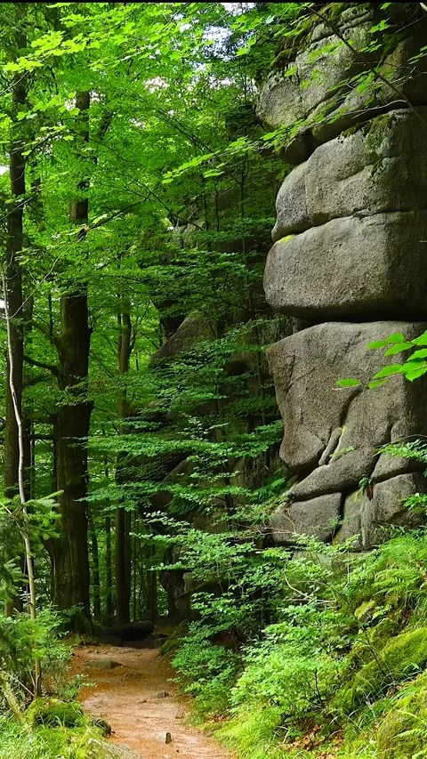 4k vertical static shot of a forest path along big mossy rocks with natural b Stock Footage 346292821