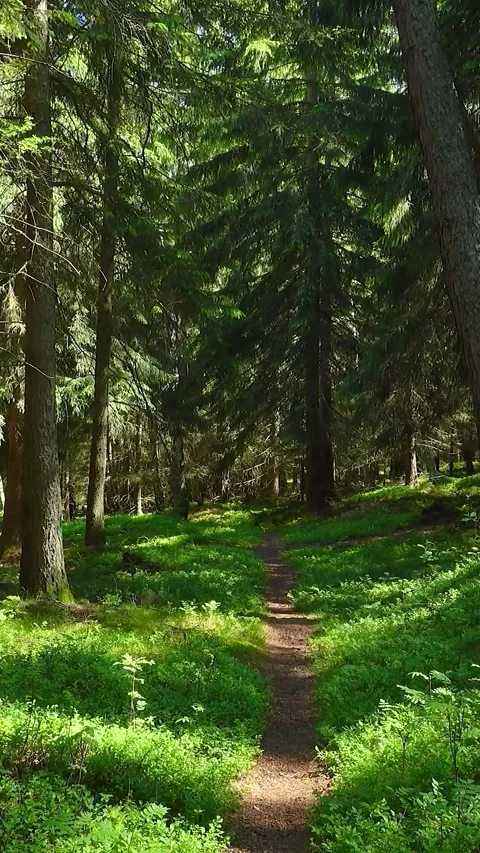 4k vertical static shot of a scenic path through dense coniferous forest with Stock Footage 346294825