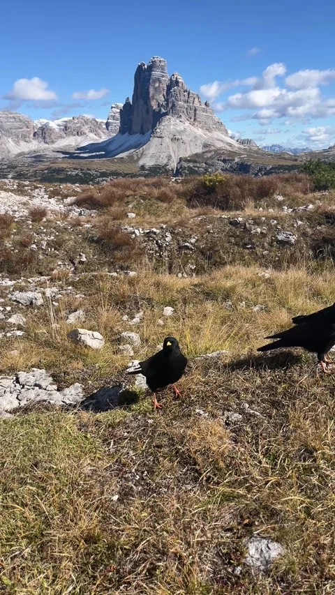 4K Vertical Video of Alpine Choughs with Tre Cime di Lavaredo Stock Footage 331075982