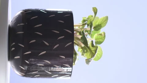 4k vertical video of a black pot with its plant spinning on a turntable. Sele Stock Footage 144850589