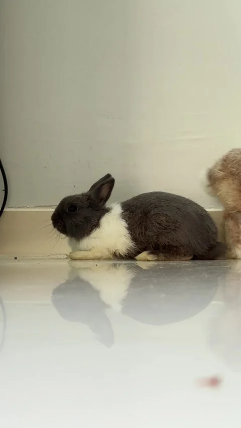 4K vertical video of a brown and white rabbit hopping over its companion toward  Stock Footage 342777348