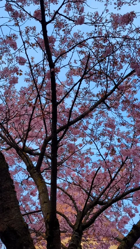 4K Vertical Video: Cherry Blossom Tree Panning Shot, Pink Flowers, Spring Nature Stock Footage 332134585