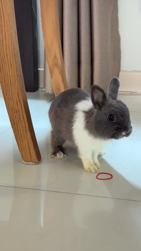 4K vertical video of a cute small black and white rabbit walking around the dini Stock Footage 342777330