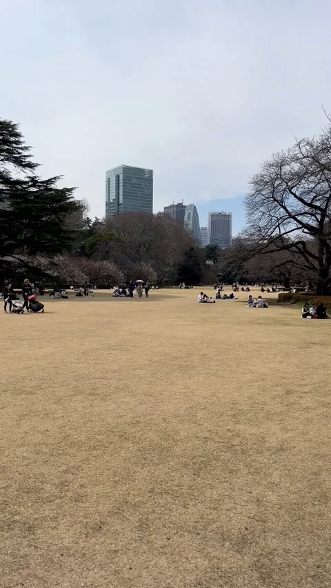4K vertical video of people enjoying the good weather in Shinjuku Gyoen Stock Footage 320103375