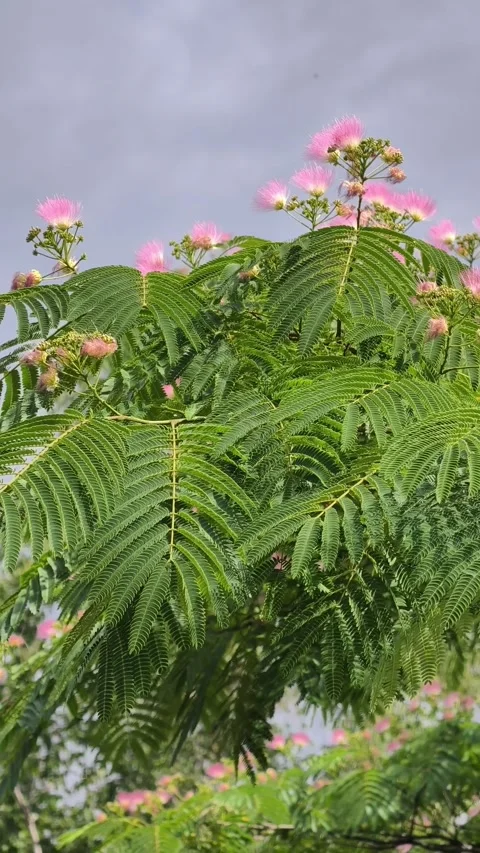 4K vertical video of Persian silk tree blossoms gently swaying in the breeze Stock Footage 339607844