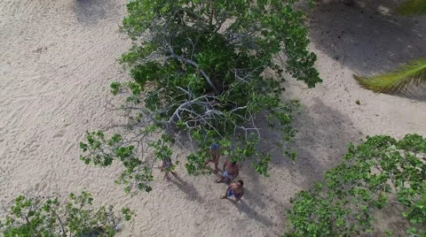 4K Vertically Up Over Trees People Below Stock Footage 63473073