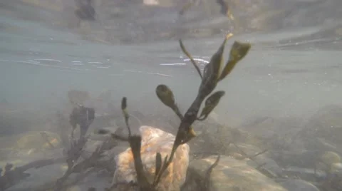4K very strong current waves seaweed and sand underwater Stock Footage 47190584