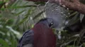 4k Victoria crowned pigeon close up in jungle habitat 4k or 4k+ Resolution