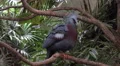 4k Victoria crowned pigeon close up in jungle habitat 4k or 4k+ Resolution
