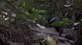 4k Victoria crowned pigeons walking in jungle habitat 4k or 4k+ Resolution