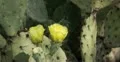 4K vid 30p wide Prickly Pear Cactus blossoms open to greet the sun in time lapse 4k or 4k+ Resolution