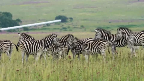 A 4K vid of a herd of Zebra in mating season fighting for dominance Stock Footage 263130640