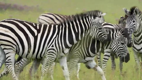A 4K vid of a herd of Zebra in mating season fighting for dominance Stock Footage 263130643