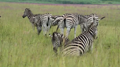 A 4K vid of a herd of Zebra in mating season fighting for dominance Stock Footage 263130644