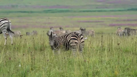 A 4K vid of a herd of Zebra in mating season fighting for dominance Stock Footage 263130646