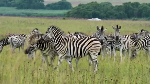 A 4K vid of a herd of Zebra in mating season fighting for dominance Stock Footage 263130664