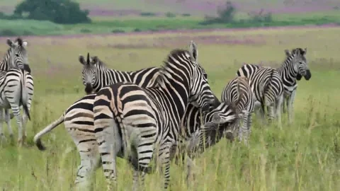 A 4K vid of a herd of Zebra in mating season fighting for dominance Stock Footage 263130675