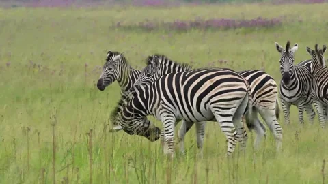 A 4K vid of a herd of Zebra in mating season fighting for dominance Stock Footage 263130677