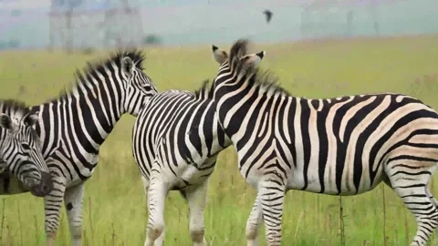A 4K vid of a herd of Zebra in mating season fighting for dominance Stock Footage 263130758