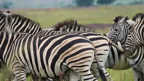 A 4K vid of a herd of Zebra in mating season fighting for dominance Stock Footage 263130759