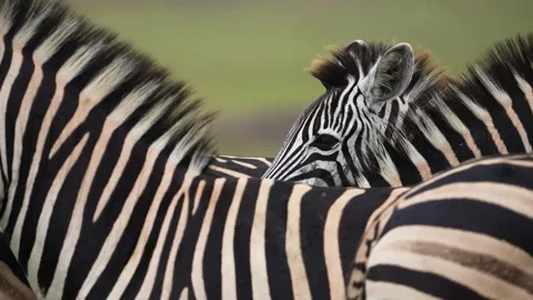 A 4K vid of a herd of Zebra in mating season fighting for dominance Stock Footage 263130760