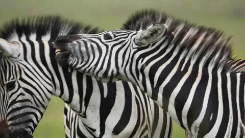 A 4K vid of a herd of Zebra in mating season fighting for dominance Stock Footage 263130774
