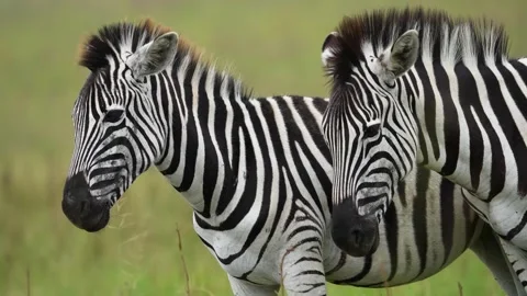 A 4K vid of a herd of Zebra in mating season fighting for dominance Stock Footage 263130776