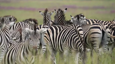 A 4K vid of a herd of Zebra in mating season fighting for dominance9 Stock Footage 263130780