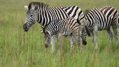 A 4K vid of a herd of Zebra in mating season fighting for dominance Stock Footage 263130787