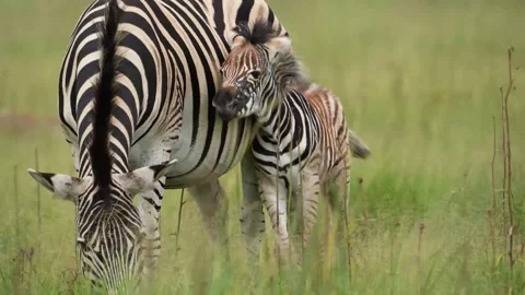 A 4K vid of a herd of Zebra in mating season fighting for dominance Stock Footage 263130803