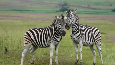 A 4K vid of a herd of Zebra in mating season fighting for dominance Stock Footage 263130804