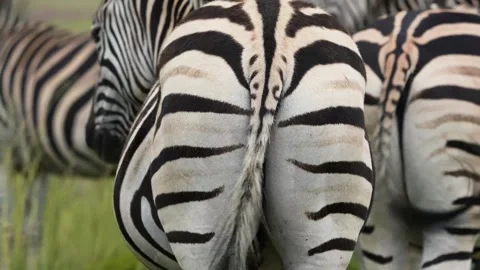 A 4K vid of a herd of Zebra in mating season fighting for dominance Stock Footage 263130812