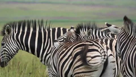 A 4K vid of a herd of Zebra in mating season fighting for dominance Stock Footage 263130829