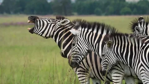 A 4K vid of a herd of Zebra in mating season fighting for dominance Stock Footage 263131184